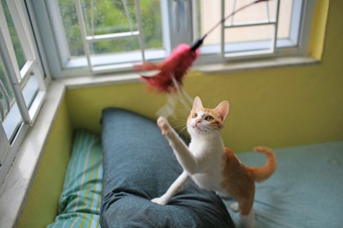 空で動いているおもちゃを狙う猫