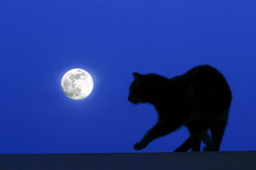 月と猫のシルエット