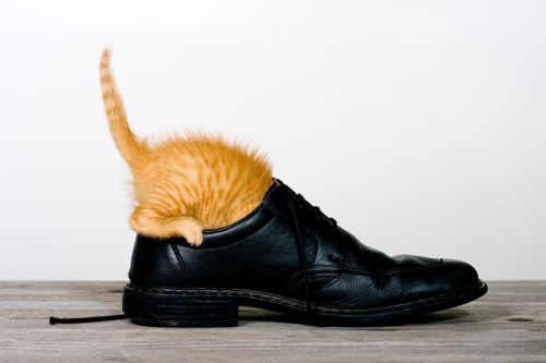革靴の中に入る子猫