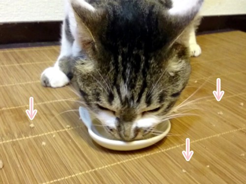 こぼして食べる猫