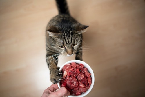 肉が食べたい猫