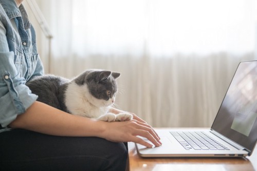 パソコンを見る飼い主の膝の上に乗る猫