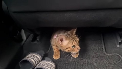 シートの下にいる猫