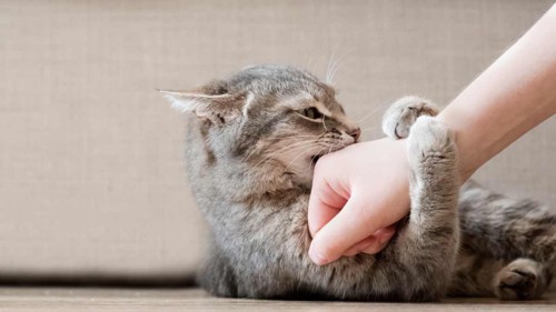 飼い主さんの手に噛みつく猫