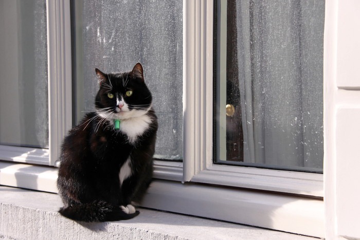 窓際に居る猫