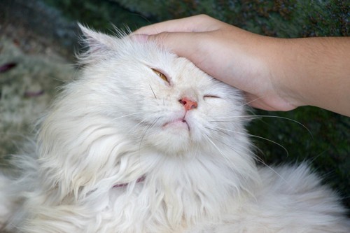 頭を撫でられる白い猫