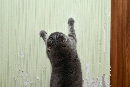 ボロボロな壁で爪研ぎをする猫