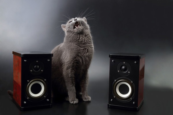 音楽と猫