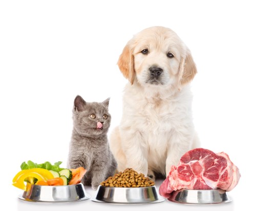 犬と猫の前に置かれた様々な食材