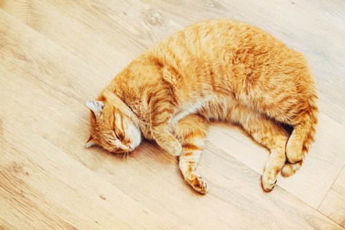 床で寝る茶猫