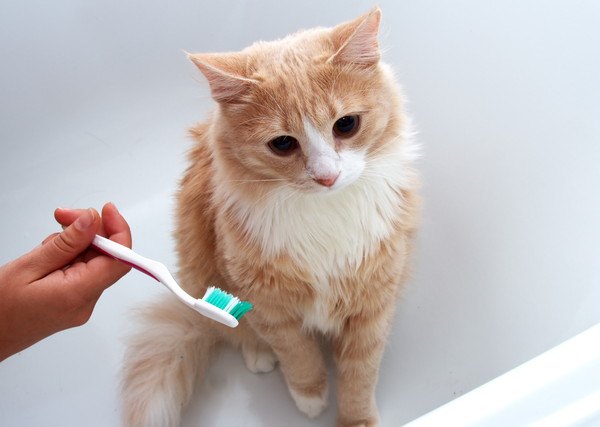 歯ブラシを拒む猫