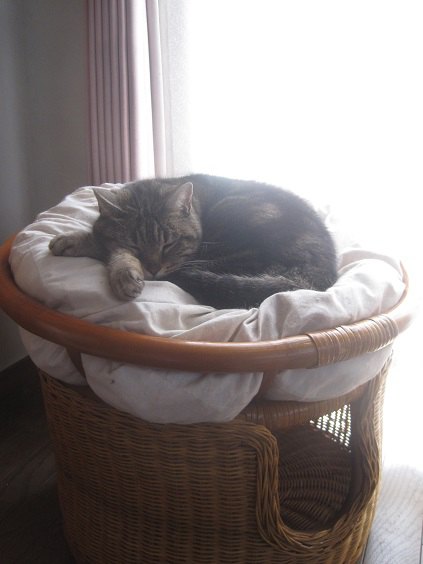 猫用ソファで丸くなって寝る猫