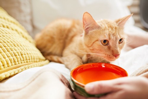 水飲み皿と猫