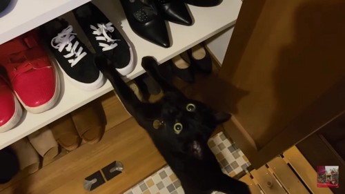 見上げる黒猫