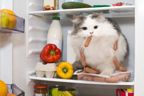 冷蔵庫を漁る猫