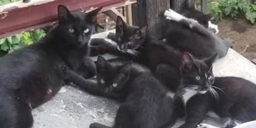 母猫と4匹の子猫