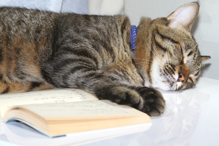 本を横に寝ている猫