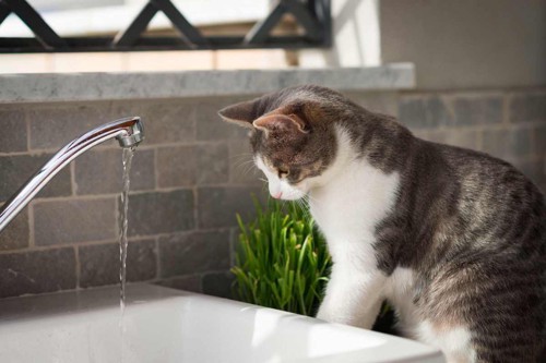 蛇口から流れる水が気になる猫