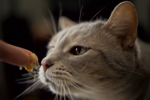 鰹節の匂いを嗅ぐ猫