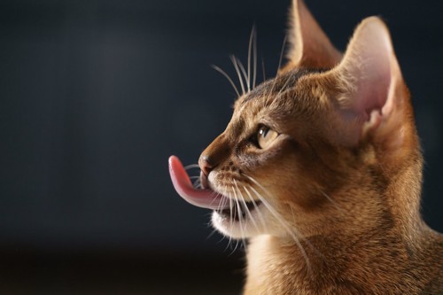 舌を出す猫の横顔