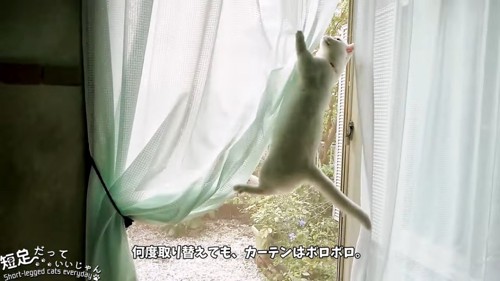 カーテンをよじ登る猫