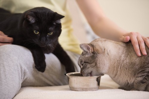 ご飯を食べる猫と飼い主の膝に乗る猫