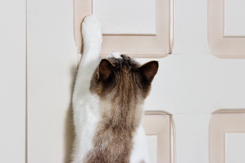 ドアを開けて欲しい猫