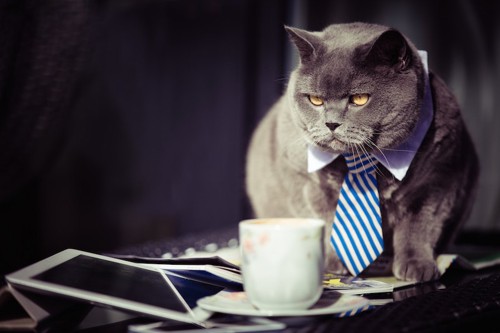 渋い表情のネクタイをしたグレーの猫