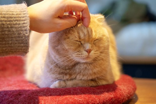 クッションの上で頭を撫でてもらう猫