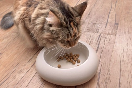 丸い食器でごはんを食べる猫