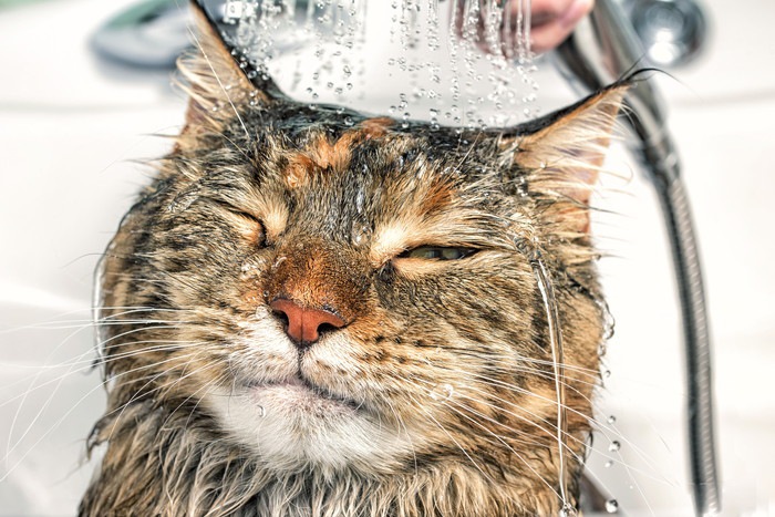 シャワーを浴びる猫