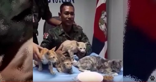 海兵隊員と4匹の猫