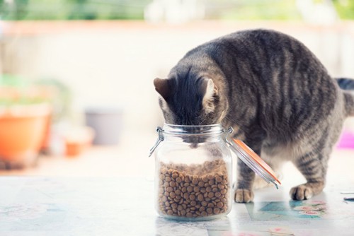 瓶の中のキャットフードを食べる猫