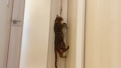 ドアレバーにジャンプする猫