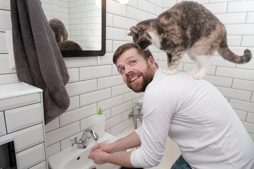 手を洗う男性の肩に乗る猫