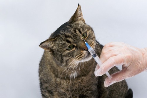 注射器を持つ手に鼻を寄せる猫