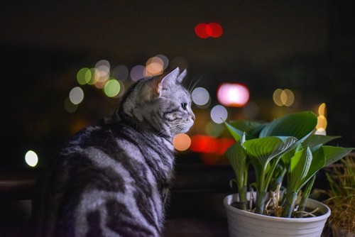 夜景を眺める猫
