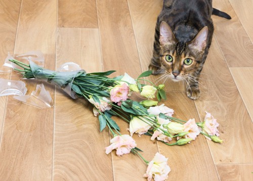 花瓶を落とした猫
