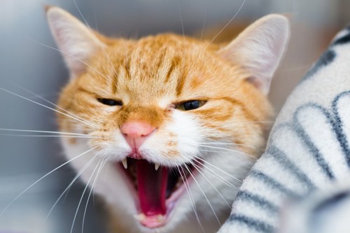 口を開けて怒っている猫