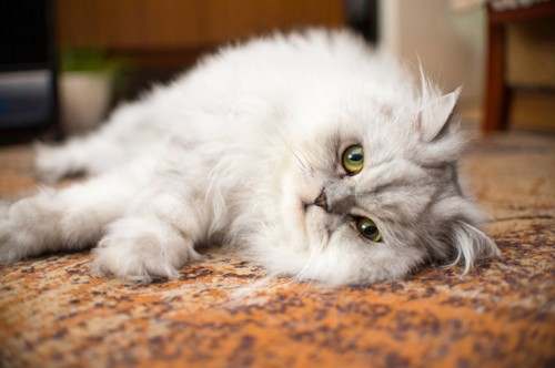 床に横たわるペルシャ猫