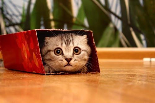 箱の中から覗く猫
