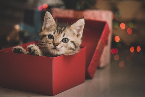プレゼント箱に入る子猫
