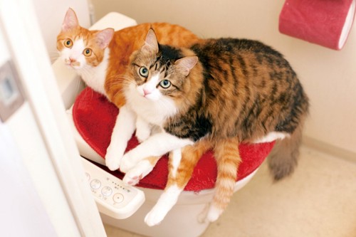 仲良くトイレの上で寛ぐ二匹の猫