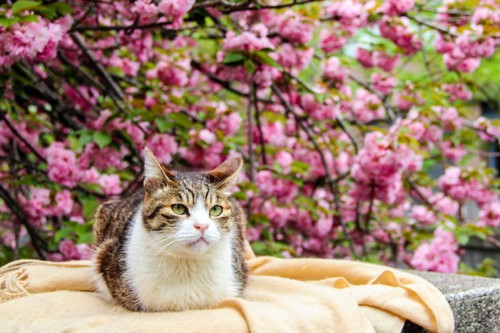 春の猫