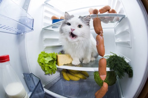 冷蔵庫でいたずらする猫