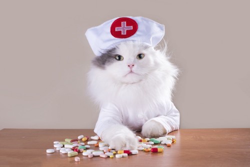 看護師の格好をした猫と薬