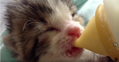 ミルクを飲む子猫のアップ