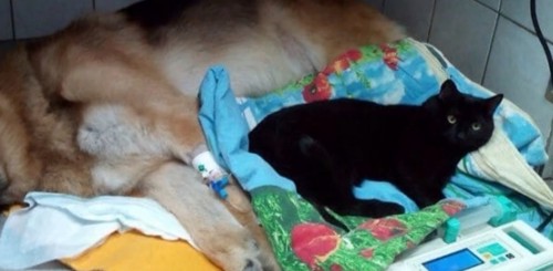 犬の横で寝る黒猫