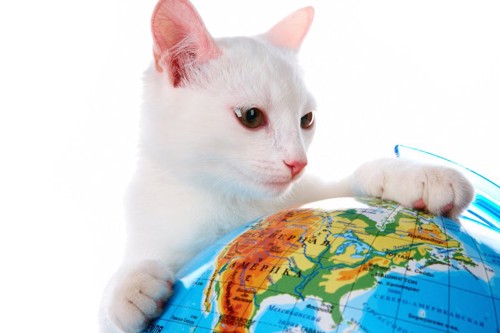地球儀に手を置いて見つめる白猫