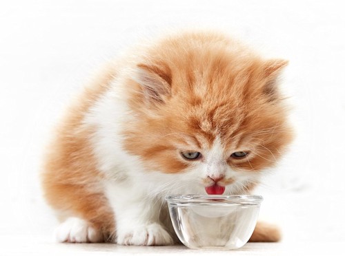 ボウルに入った水を飲む子猫